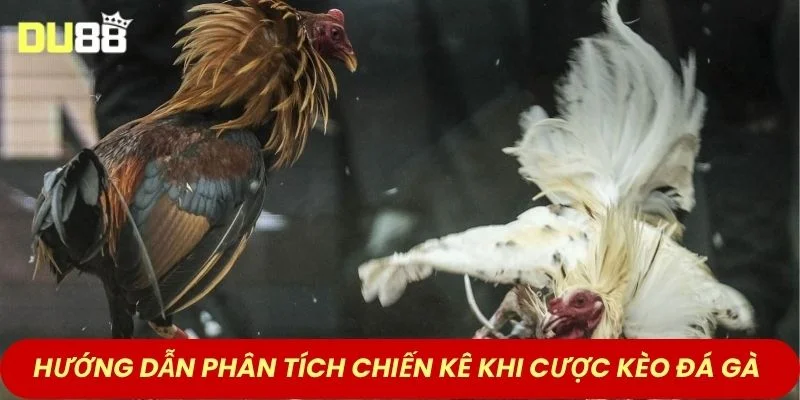 Hướng dẫn phân tích chiến kê khi cược kèo đá gà 