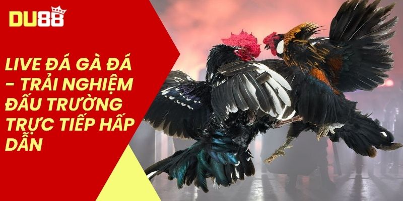 Live đá gà đá