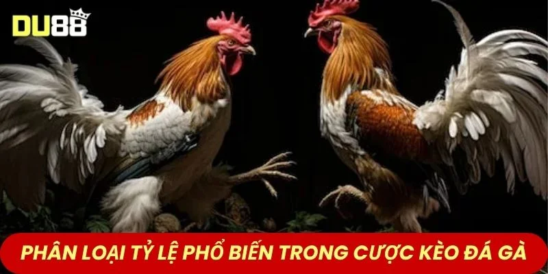  Phân loại tỷ lệ phổ biến trong cược kèo đá gà hôm nay