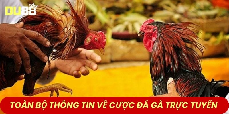 Toàn bộ thông tin về cược đá gà trực tuyến 